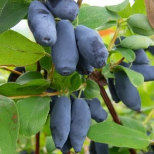 Aurora Haskap Plants