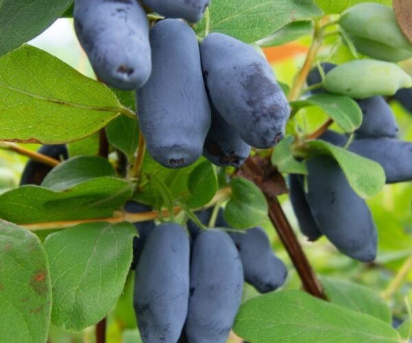 Aurora Haskap Plants Aurora Haskap Plants