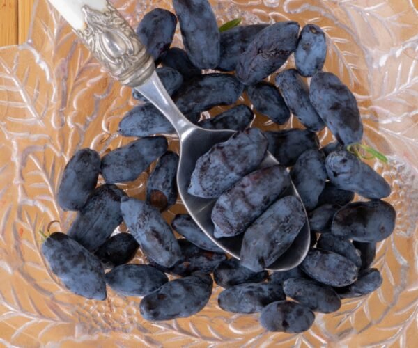 Boreal Beast Haskap Plants Boreal Beast Haskap Plants