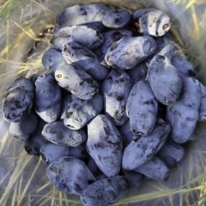 Boreal Bliss Haskap Plants