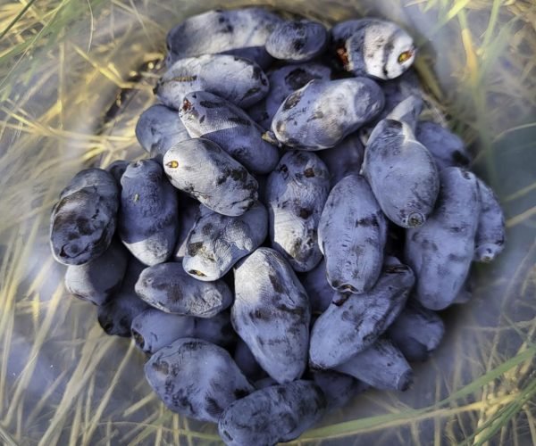 Boreal-Bliss-haskap-plants Boreal-Bliss-haskap-plants