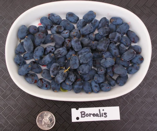 Borealis-haskap-plants Borealis-haskap-plants
