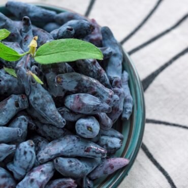 Buy Haskap Berries Saskatchewan Canada Buy Haskap Berries Saskatchewan Canada