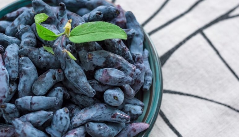 Buy Haskap Berries Saskatchewan Canada