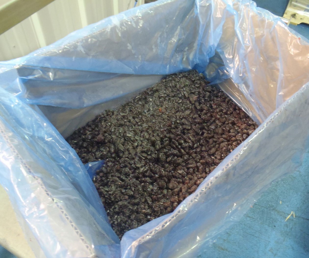 Haskap Berries - Image 2