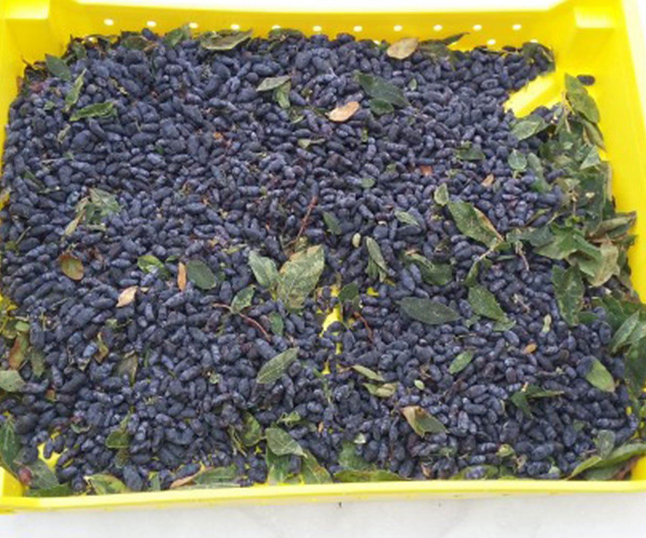 Haskap Berry Harvesting Tray - Image 2