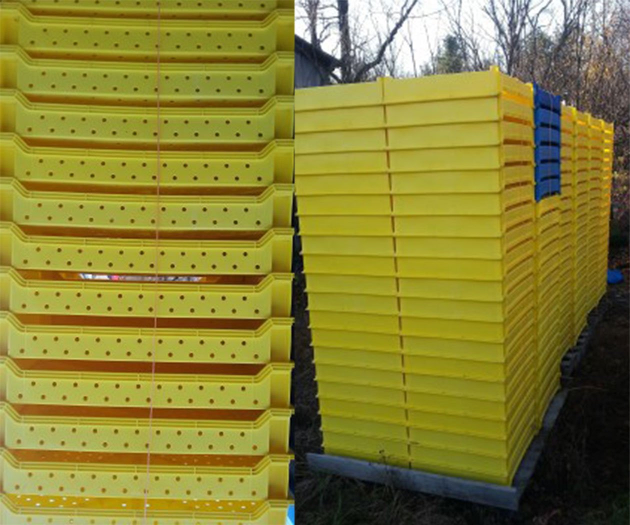 Haskap Berry Harvesting Tray - Image 3