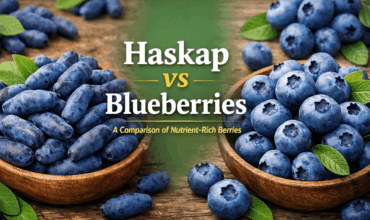 Haskap and blueberries comparison Haskap and blueberries comparison