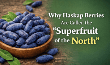 Haskap berries- the superfruit of the north Haskap berries- the superfruit of the north