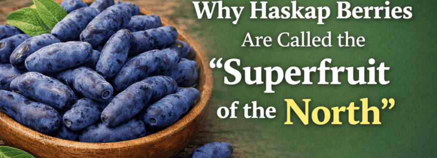 Haskap berries- the superfruit of the north