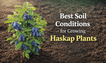 Ideal Haskap plant soil conditions Ideal Haskap plant soil conditions