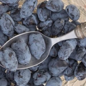 Boreal Beauty Haskap Plants