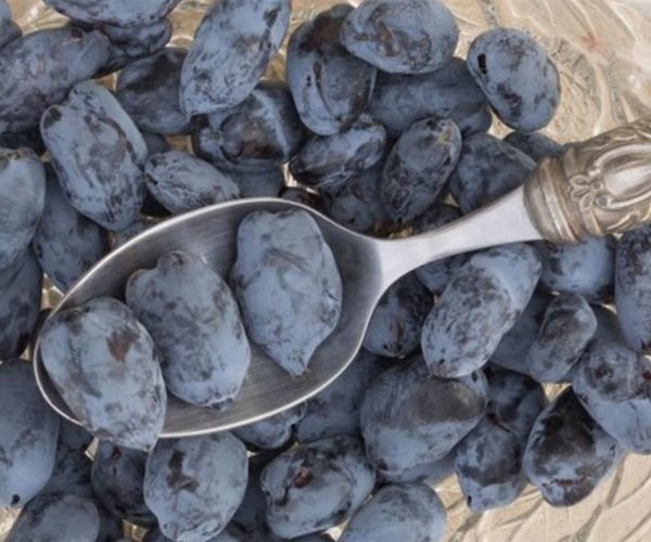 boreal-beauty-haskap-plants boreal-beauty-haskap-plants