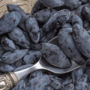 Boreal Blizzard Haskap Plants