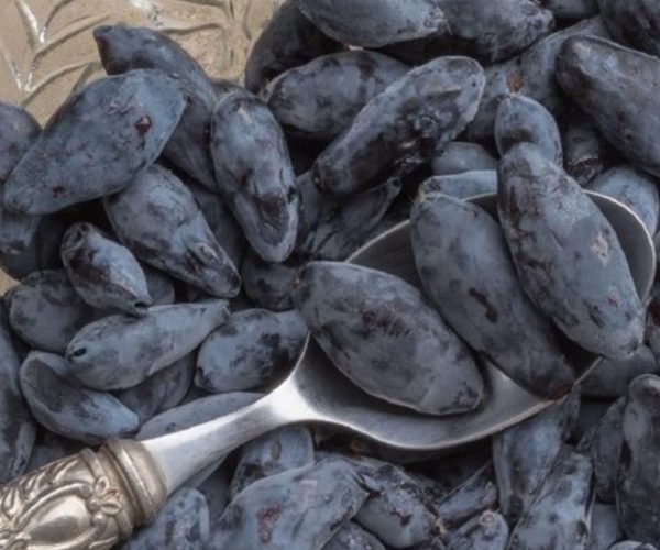 boreal-blizzard-haskap-plants boreal-blizzard-haskap-plants