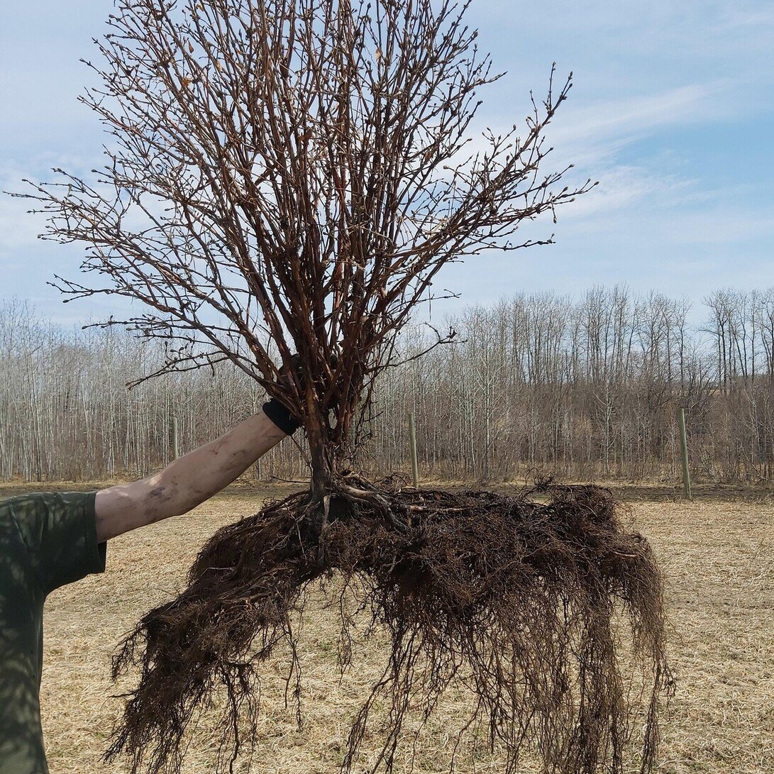 3 year old Honeybee root mass - Haskap Central Transplant