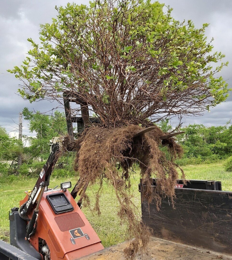 4 year old indigo gem huge root mass-haskap central