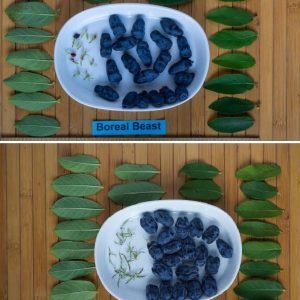 Boreal Beauty & Beast Duo