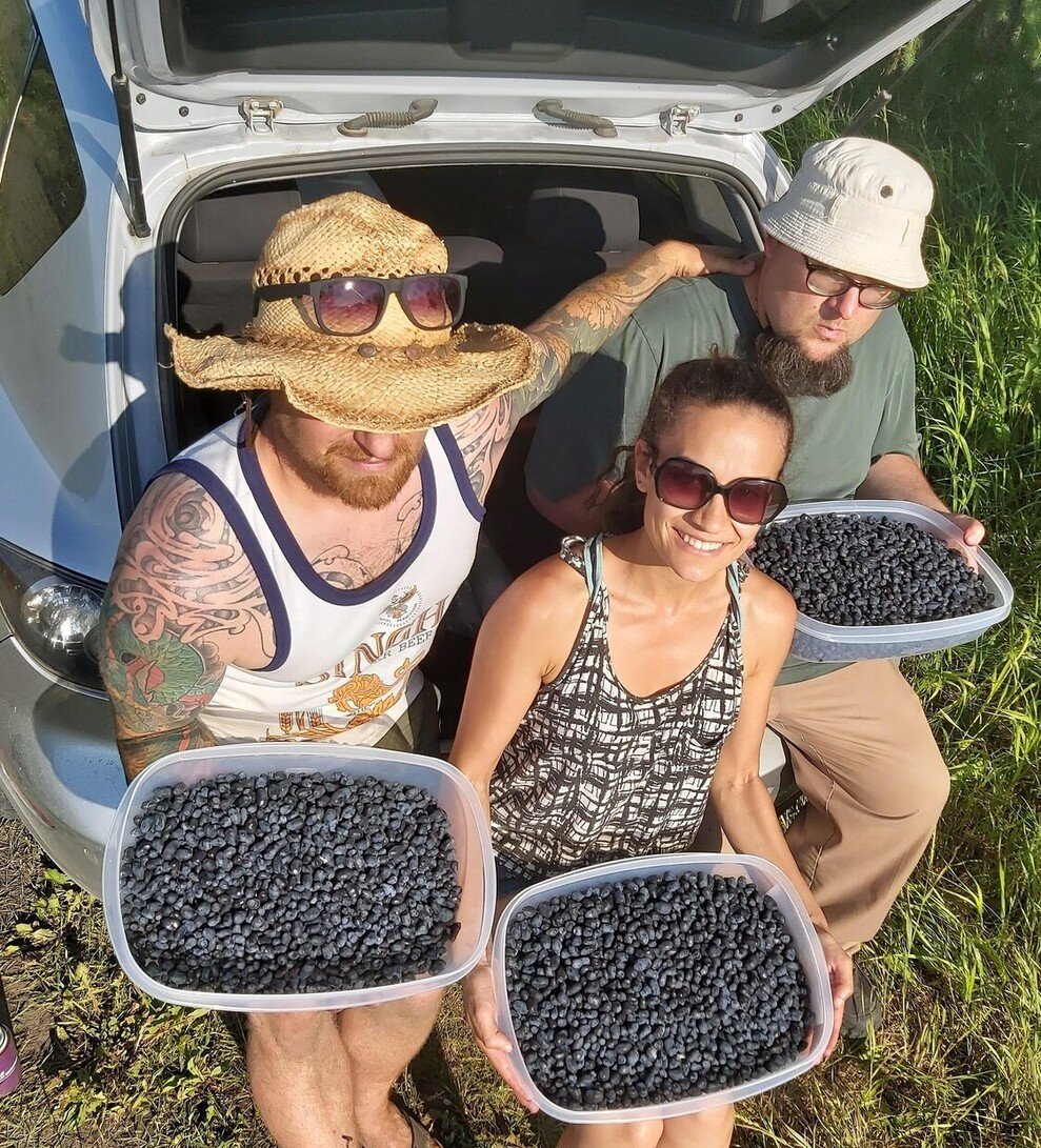Berries from Haskap Central Orchard 2025