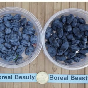 Boreal Balance Bundle