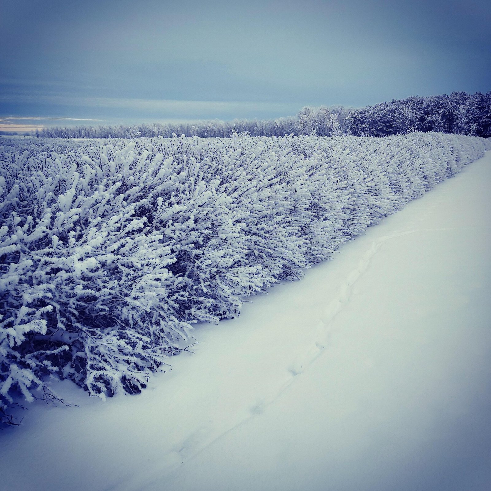 Haskap Central Orchard Winter 2025