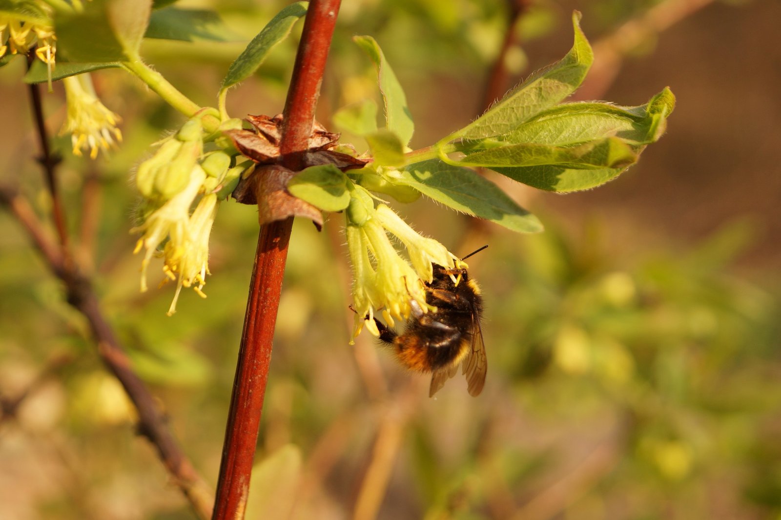 http://www.dreamstime.com/stock-photography-honeyberry-lonicera-caerulea-flowering-extremely-important-moment-pollination-flowers-insects-especially-image144330892